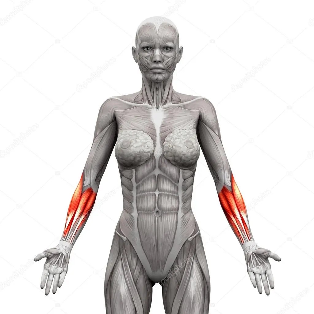 avant bras difficile à muscler