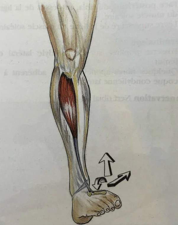 tibia muscle difficile a muscler